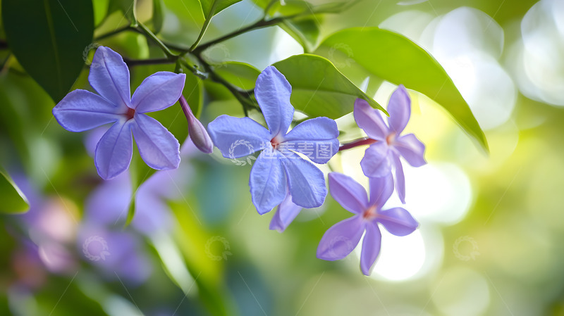 高清大图下载【趣麦麦图】紫色花卉枝叶3