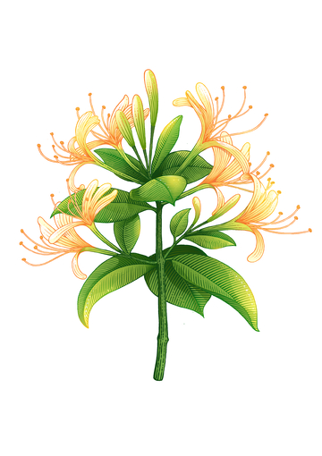 金银花手绘版画