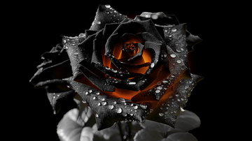 520火焰黑色玫瑰素材