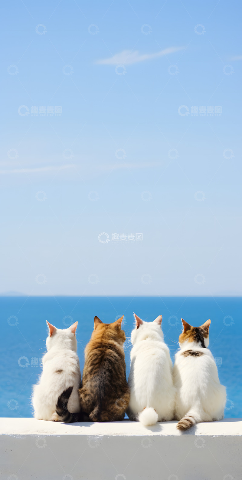 高清大图下载【趣麦麦图】海边的可爱小猫背影