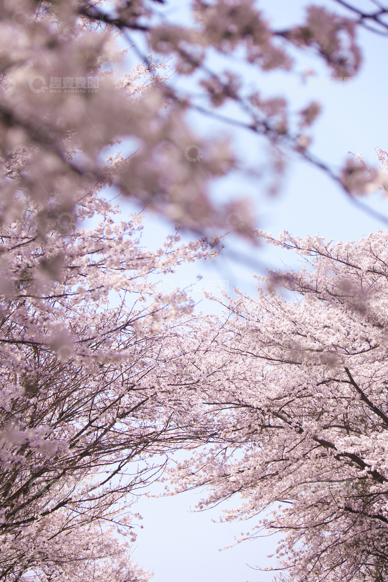 高清大图下载【趣麦麦图】樱花26