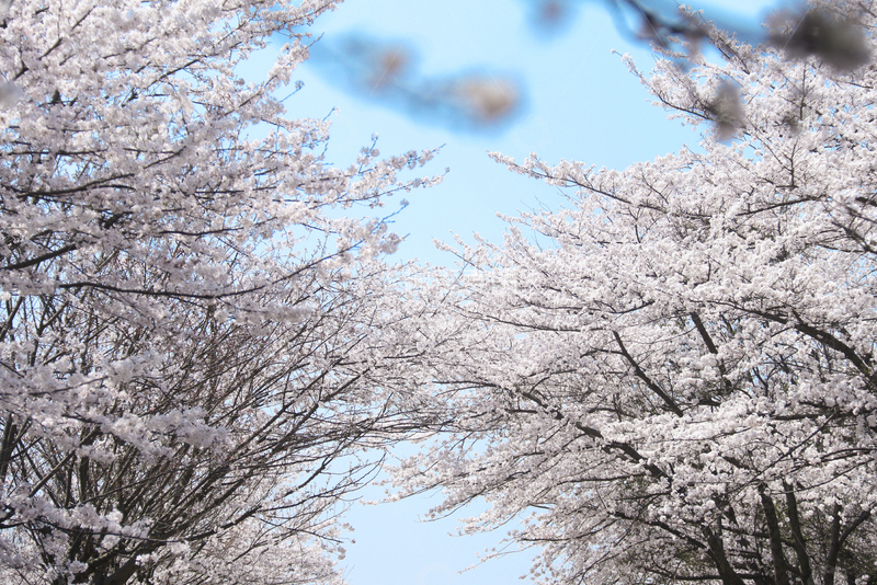 高清大图下载【趣麦麦图】樱花25