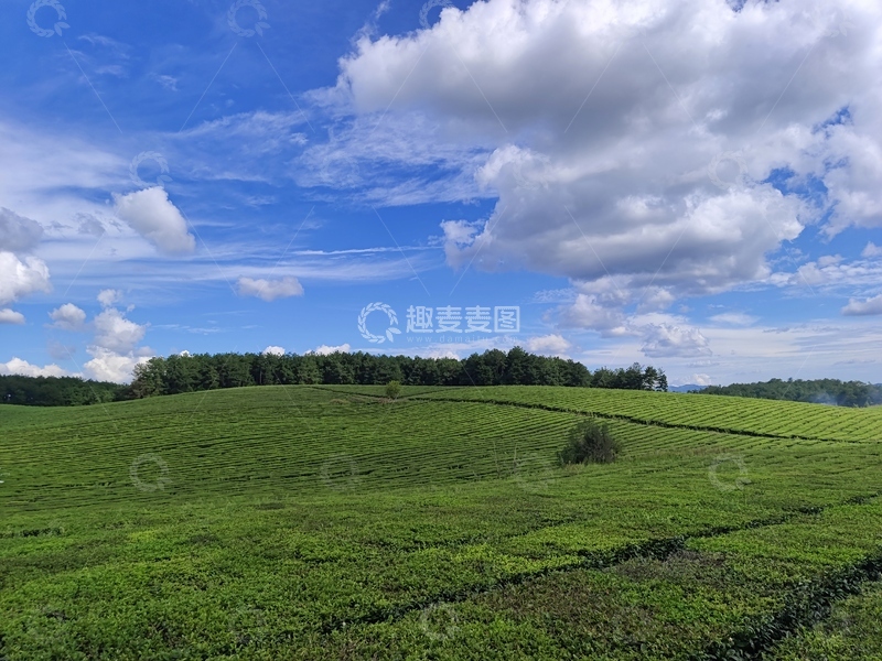 高清大图下载【趣麦麦图】茶场，茶场森林，茶园，茶