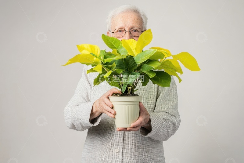 高清大图下载【趣麦麦图】抱着一盆植物的老人