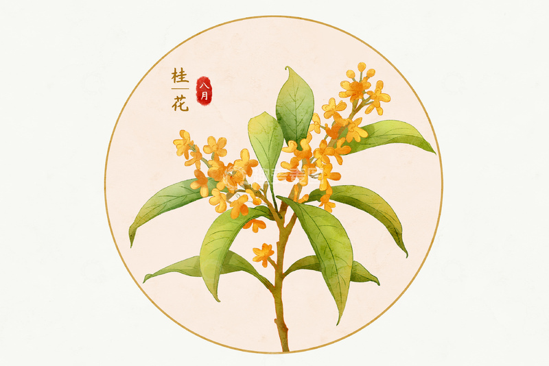 秋天八月桂花植物花卉