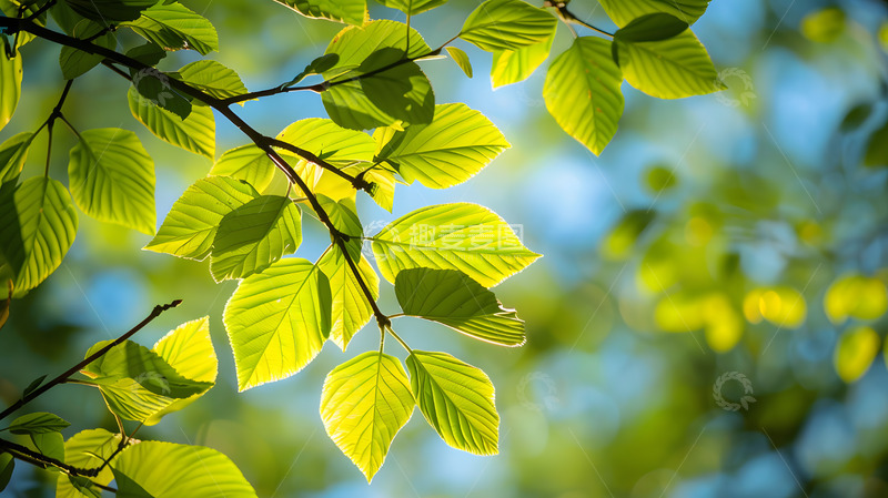 高清大图下载【趣麦麦图】阳光下的绿色树叶