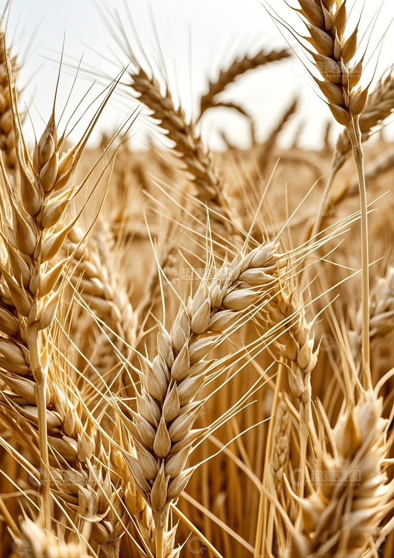 高清大图下载【趣麦麦图】金黄的麦地素材