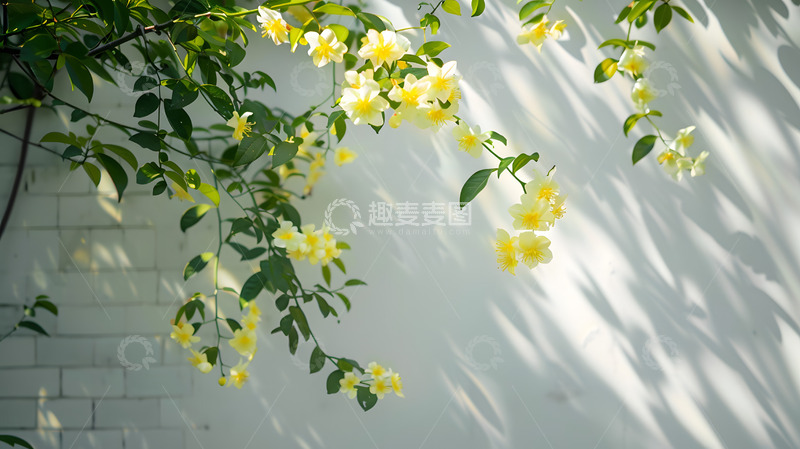 高清大图下载【趣麦麦图】春日白墙前的小花与阳光4