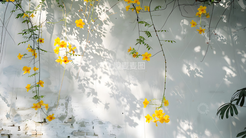 高清大图下载【趣麦麦图】春日白墙前的小花与阳光5