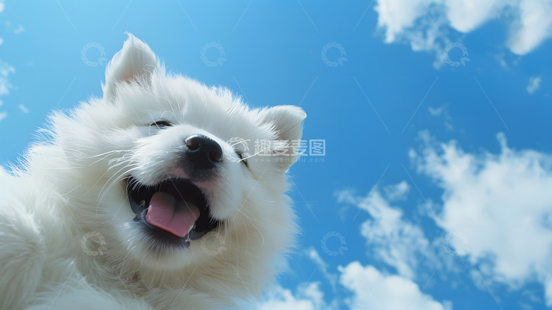 高清大图下载【趣麦麦图】迎面飞奔而来的可爱小狗1