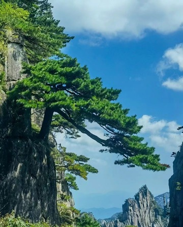 松树蓝天白云山脉