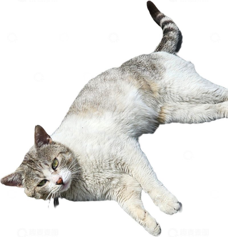 高清大图下载【趣麦麦图】躺着的小猫咪