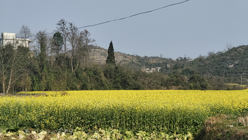 油菜花田1
