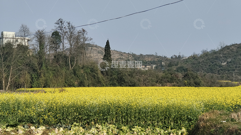 高清大图下载【趣麦麦图】油菜花田1