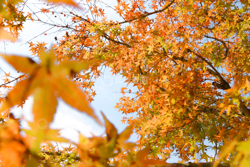 高清大图下载【趣麦麦图】橙黄枫叶
