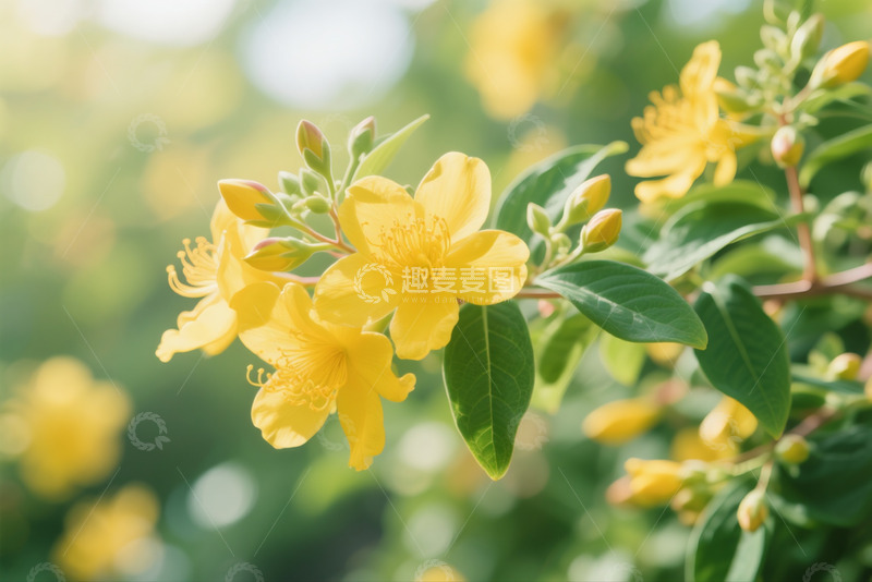 高清大图下载【趣麦麦图】6月金丝桃1