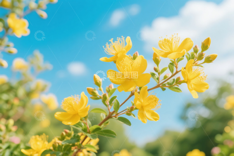 高清大图下载【趣麦麦图】6月金丝桃3