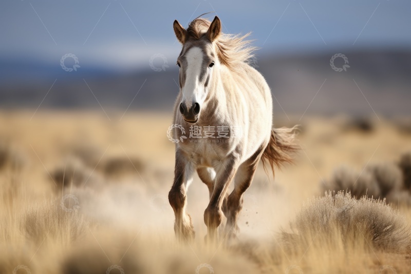 高清大图下载【趣麦麦图】奔跑的一匹白马