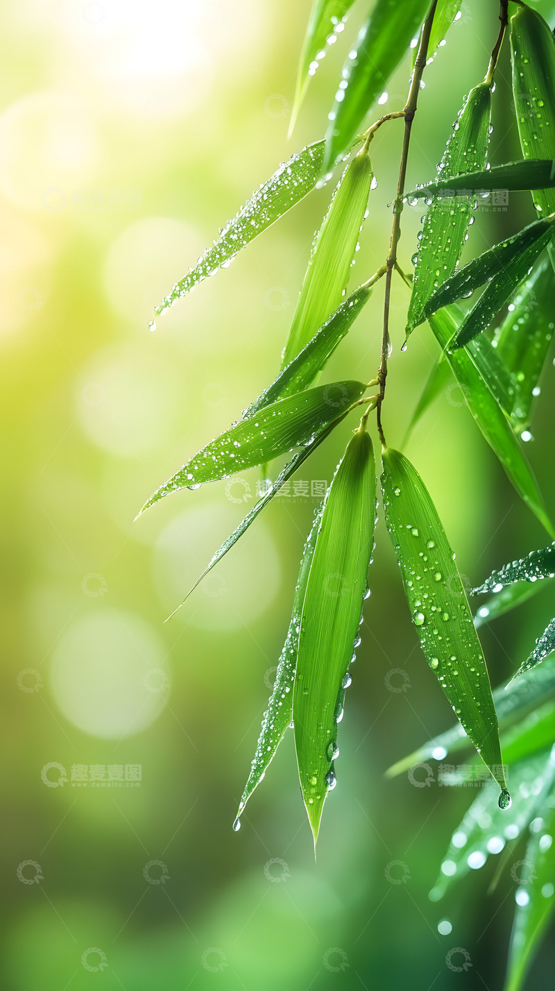 高清大图下载【趣麦麦图】春天的绿色雨露竹叶7