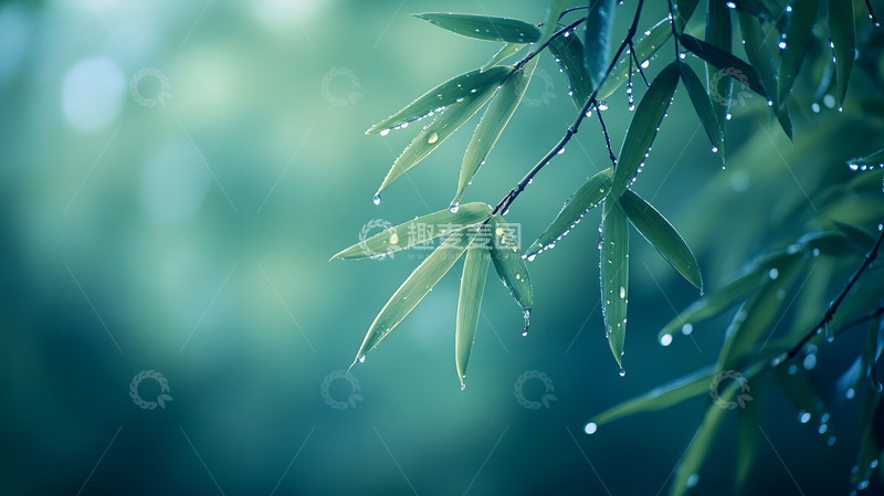 高清大图下载【趣麦麦图】春天的绿色雨露竹叶3