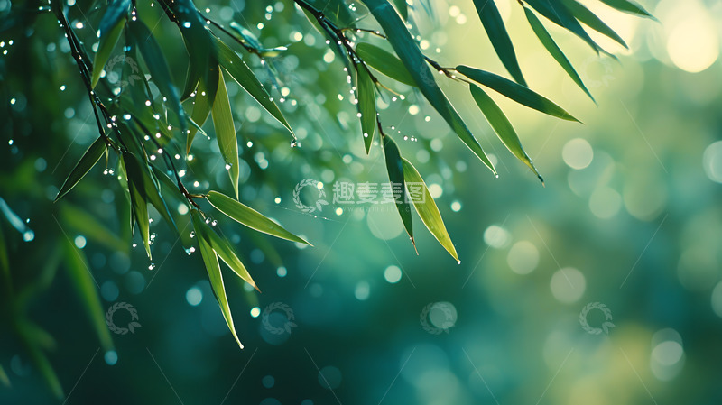 高清大图下载【趣麦麦图】春天的绿色雨露竹叶4