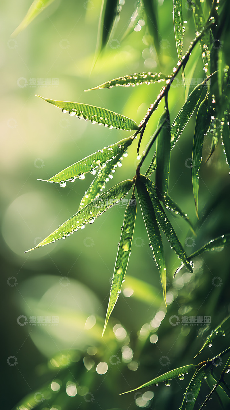 高清大图下载【趣麦麦图】春天的绿色雨露竹叶1