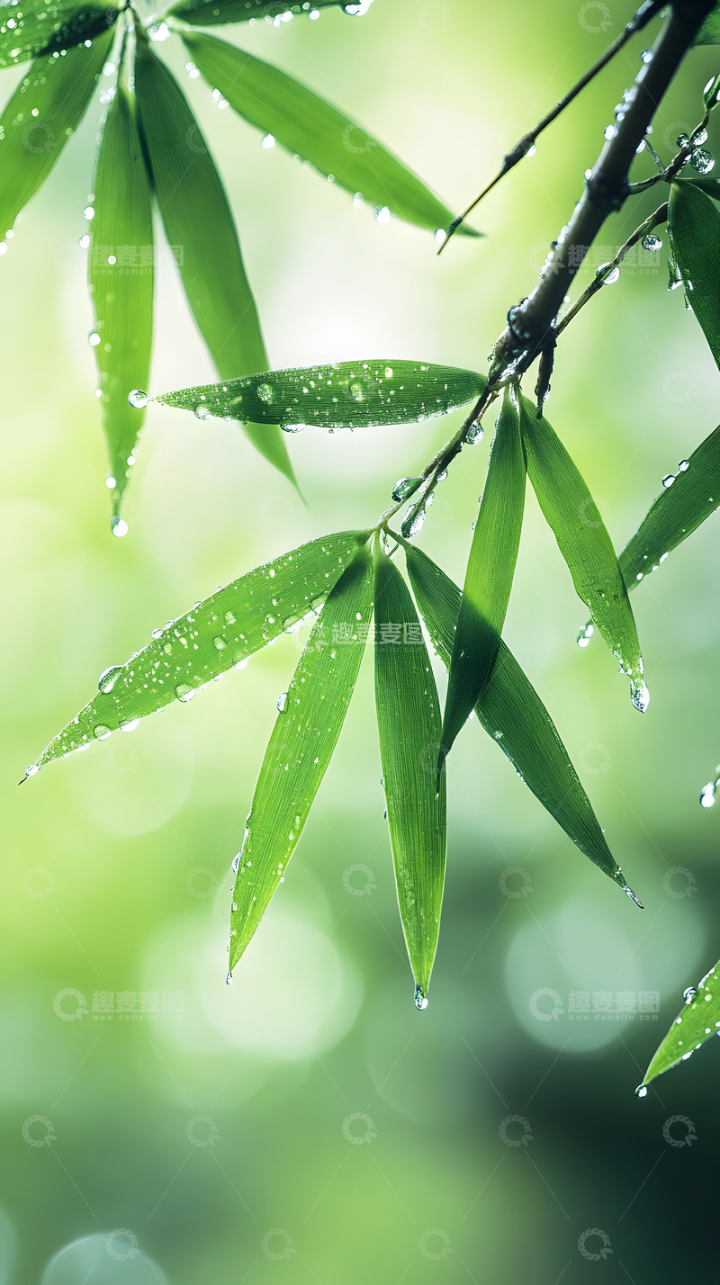 高清大图下载【趣麦麦图】春天的绿色雨露竹叶6