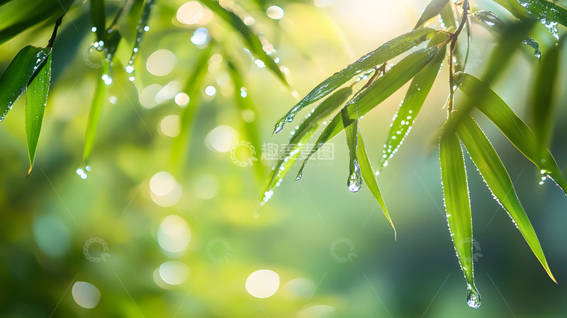 高清大图下载【趣麦麦图】春天的绿色雨露竹叶