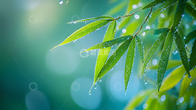 高清大图下载【趣麦麦图】春天的绿色雨露竹叶2