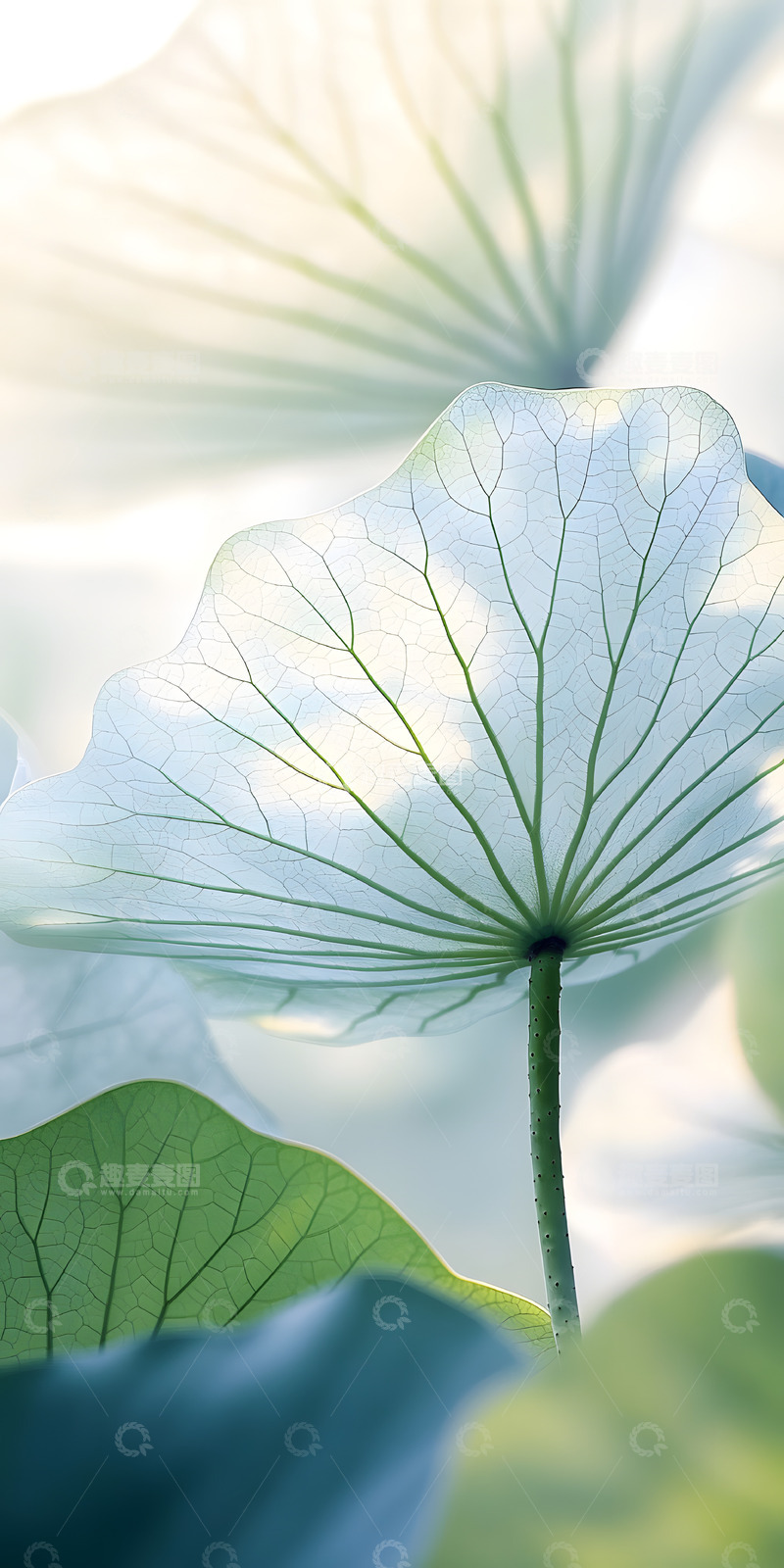 高清大图下载【趣麦麦图】意境荷叶摄影1