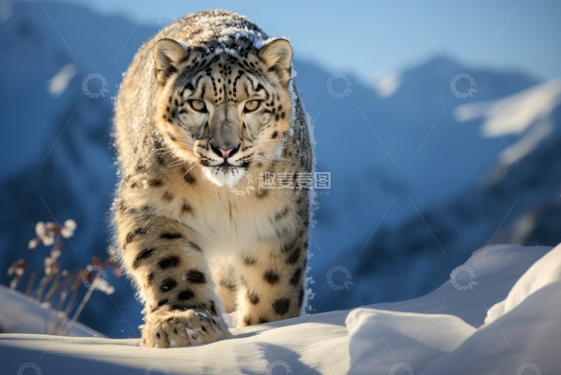 高清大图下载【趣麦麦图】雪地里的一只雪豹