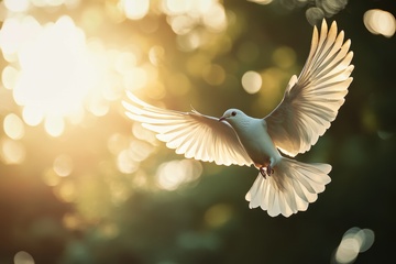 森林里飞翔的白鸽2