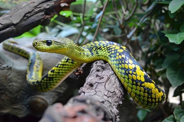 一条绿色的青蛇