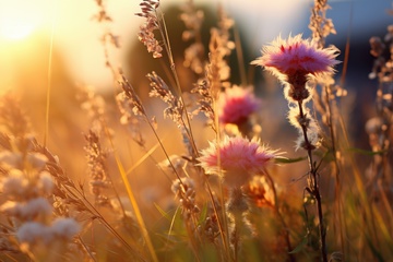 荒原里的花草丛