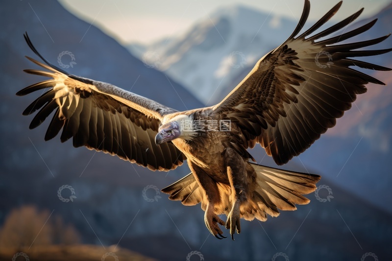 高清大图下载【趣麦麦图】展翅飞翔的老鹰1