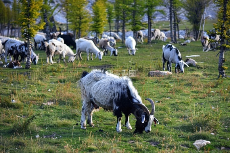 高清大图下载【趣麦麦图】草地上吃草的白山羊