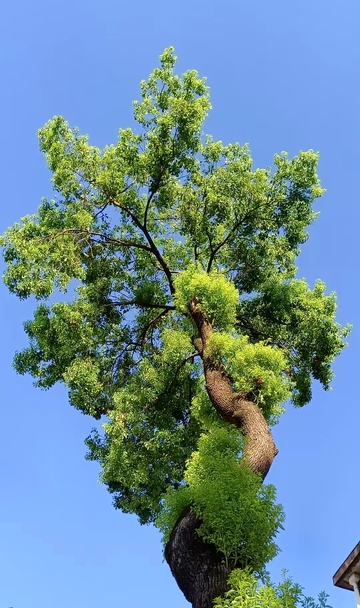 苍穹下的绿意舞者