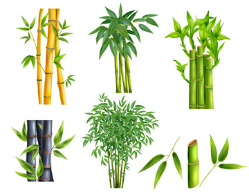 黄色绿色竹子矢量透明图片素材