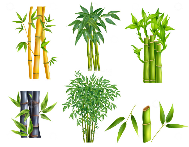 源文件下载【趣麦麦图】黄色绿色竹子矢量透明图片素材