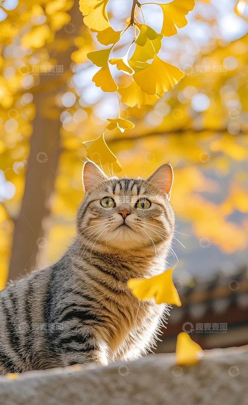 高清大图下载【趣麦麦图】猫看着银杏树1