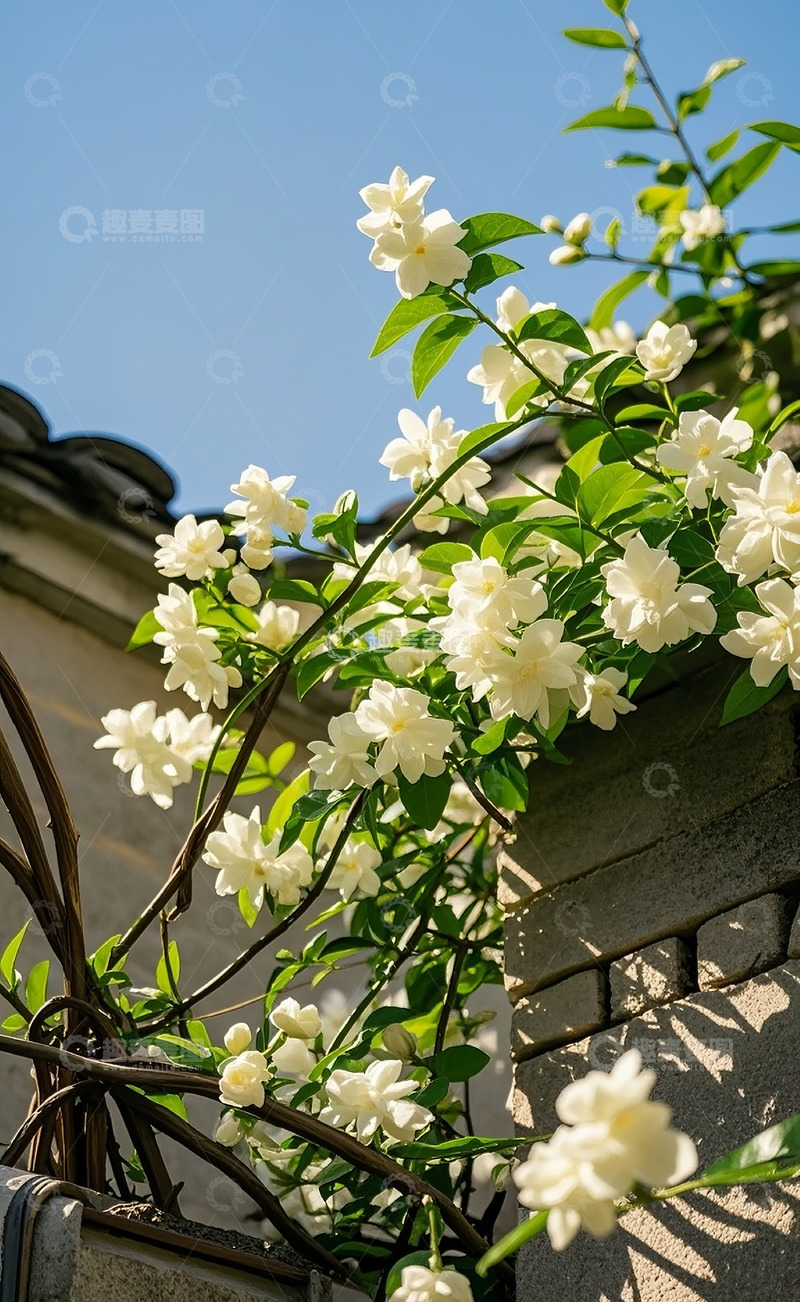 高清大图下载【趣麦麦图】茉莉花 51