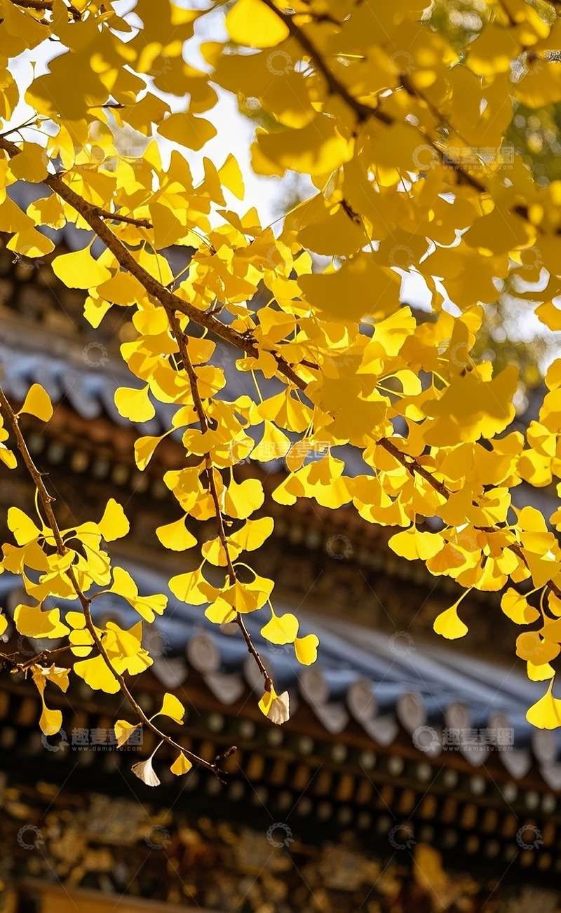 高清大图下载【趣麦麦图】银杏树15
