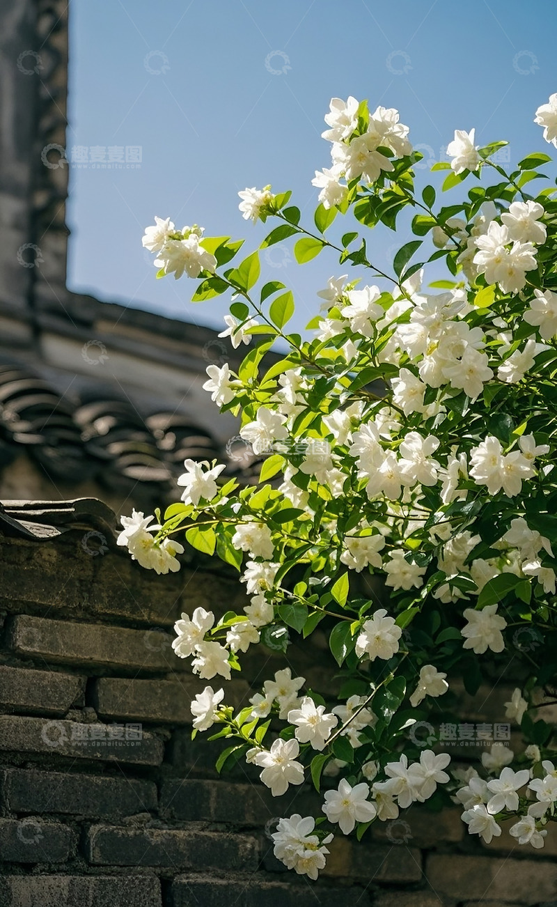 高清大图下载【趣麦麦图】茉莉花 55