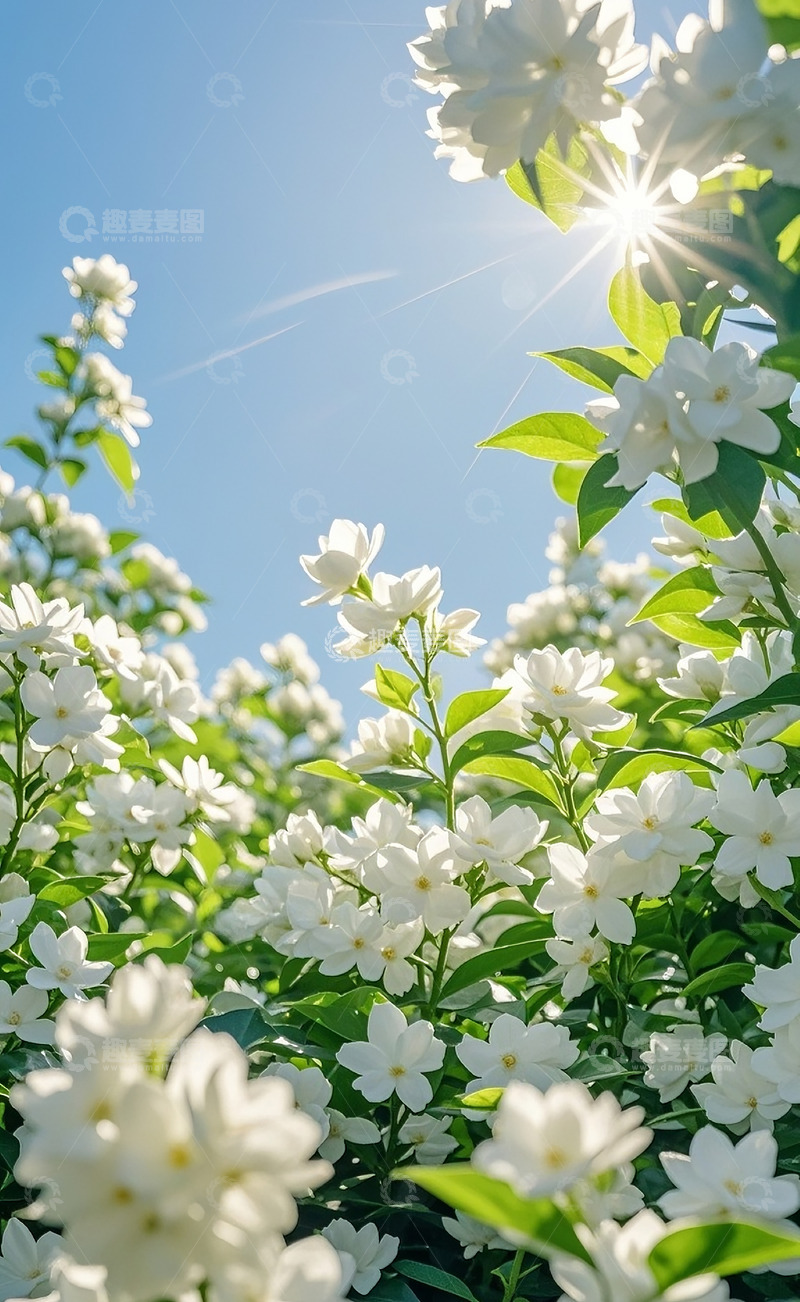 高清大图下载【趣麦麦图】茉莉花 44