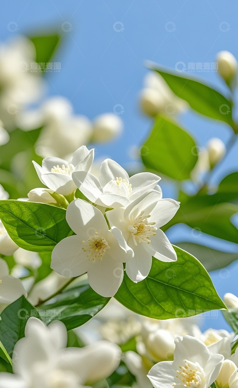 高清大图下载【趣麦麦图】茉莉花 63