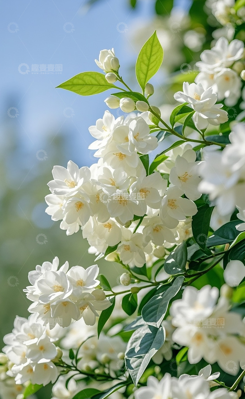 高清大图下载【趣麦麦图】茉莉花 52