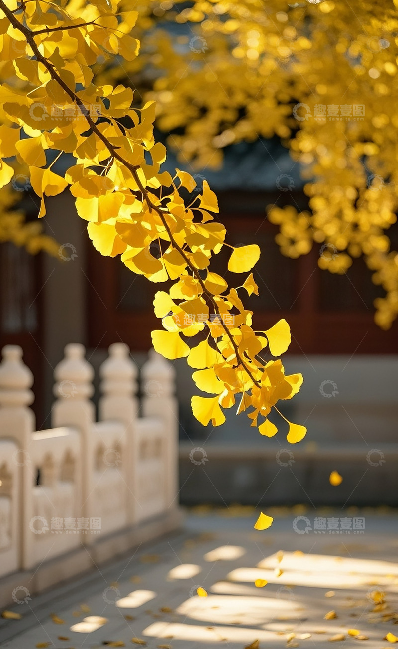 高清大图下载【趣麦麦图】银杏树34