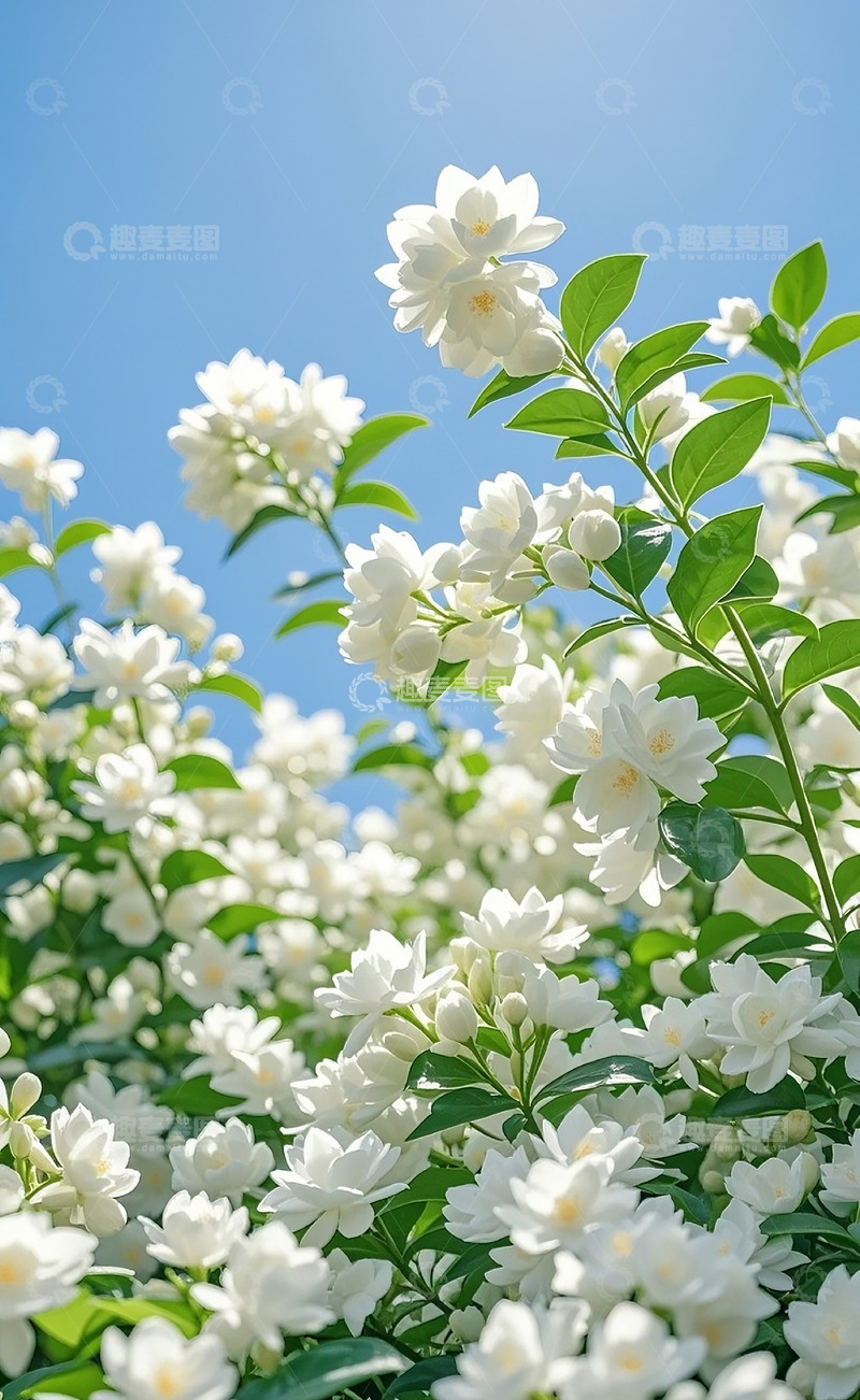 高清大图下载【趣麦麦图】茉莉花 27
