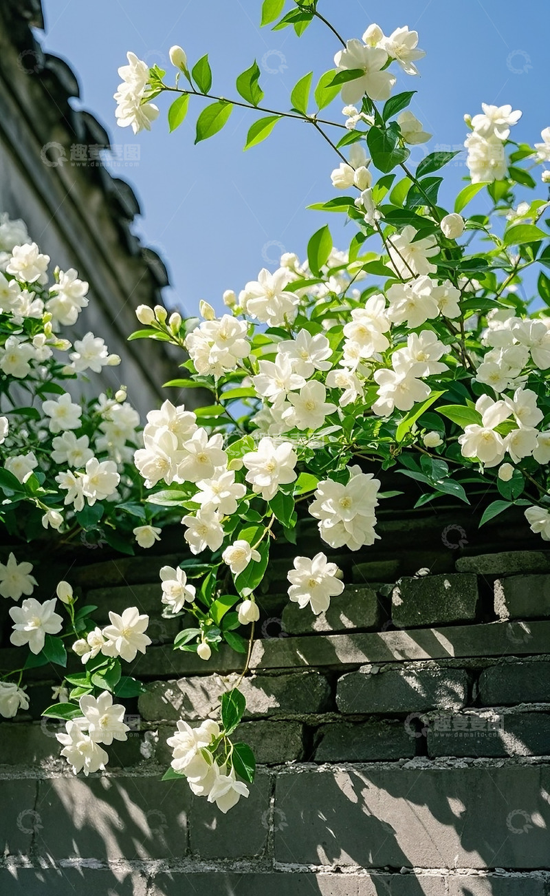 高清大图下载【趣麦麦图】茉莉花 50