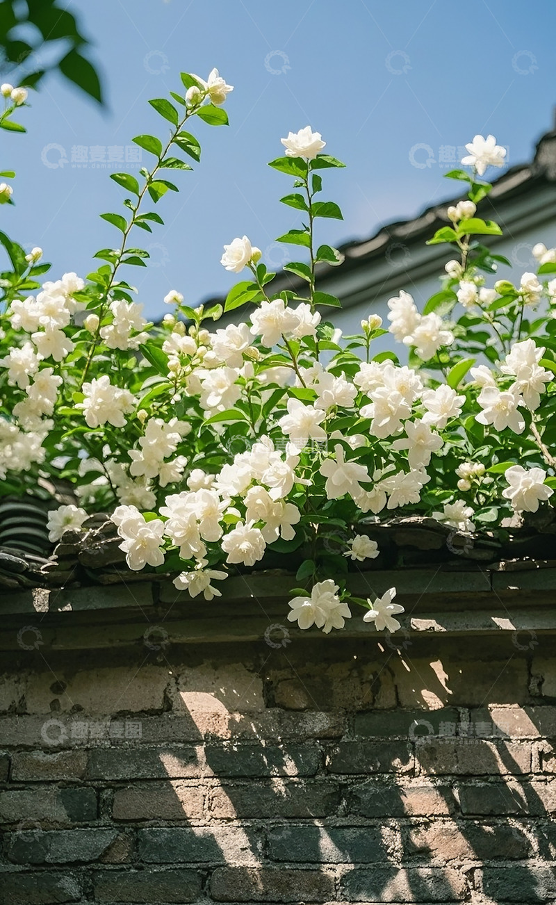 高清大图下载【趣麦麦图】茉莉花 53